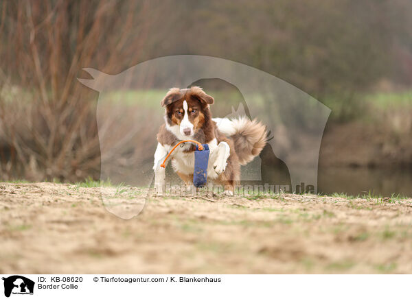 Border Collie / Border Collie / KB-08620