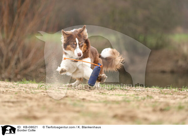 Border Collie / Border Collie / KB-08621