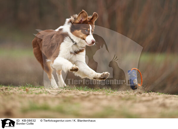 Border Collie / Border Collie / KB-08632