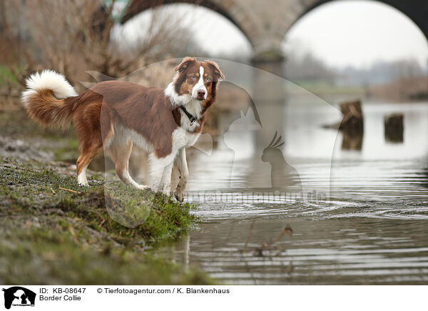 Border Collie / Border Collie / KB-08647