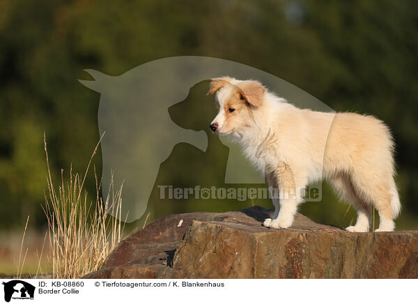 Border Collie / KB-08860