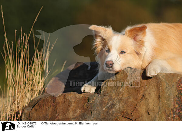 Border Collie / KB-08872