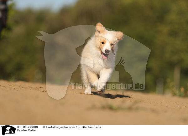 Border Collie / KB-08888