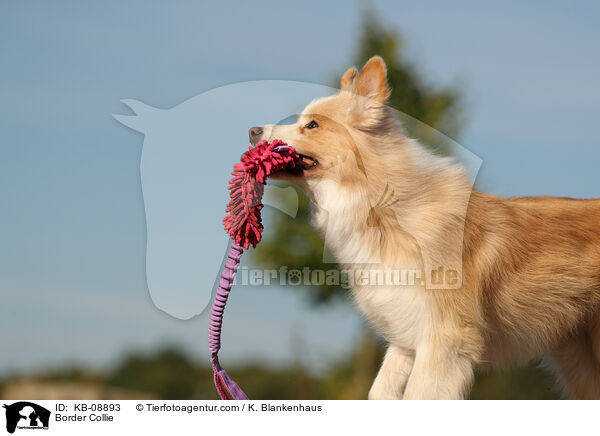 Border Collie / KB-08893
