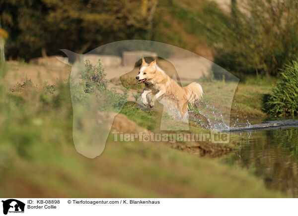 Border Collie / Border Collie / KB-08898