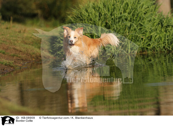 Border Collie / KB-08909