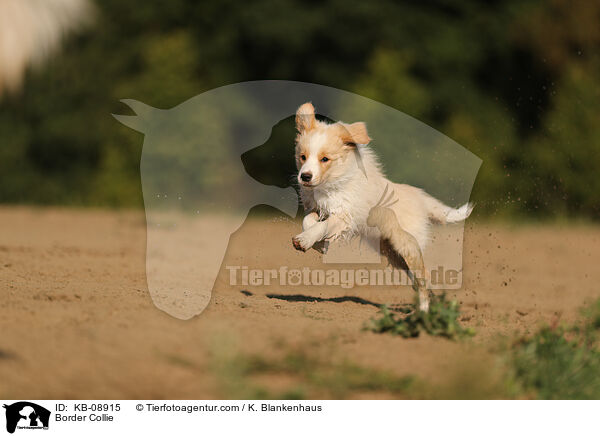 Border Collie / Border Collie / KB-08915