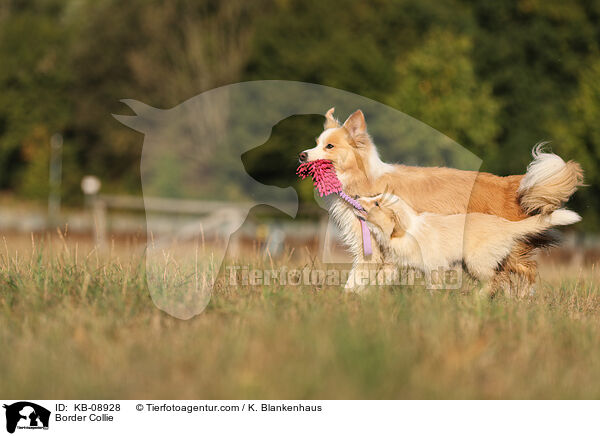 Border Collie / KB-08928