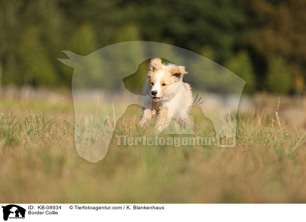 Border Collie / Border Collie / KB-08934