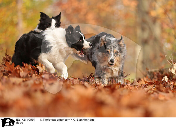 dogs / KB-10591