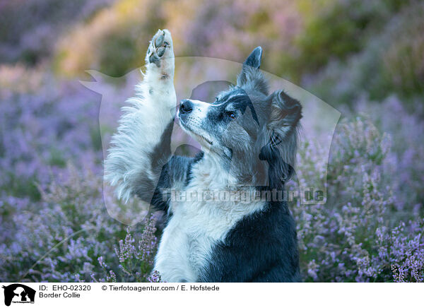 Border Collie / Border Collie / EHO-02320