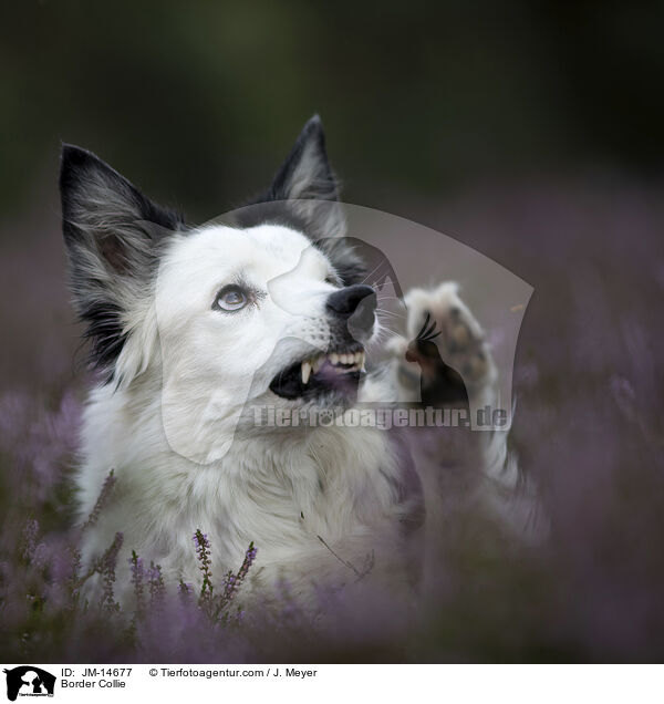 Border Collie / Border Collie / JM-14677