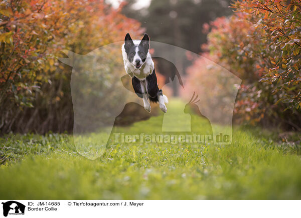 Border Collie / Border Collie / JM-14685