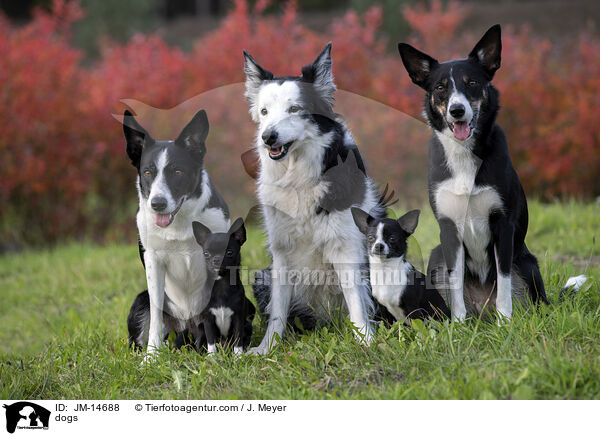 dogs / JM-14688