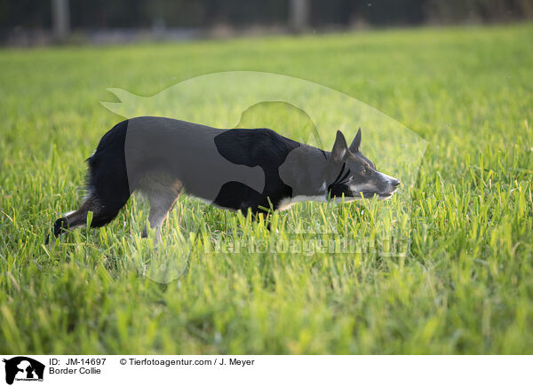 Border Collie / JM-14697