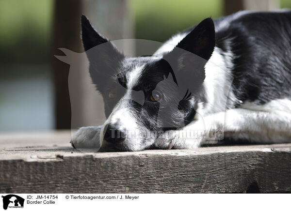 Border Collie / JM-14754