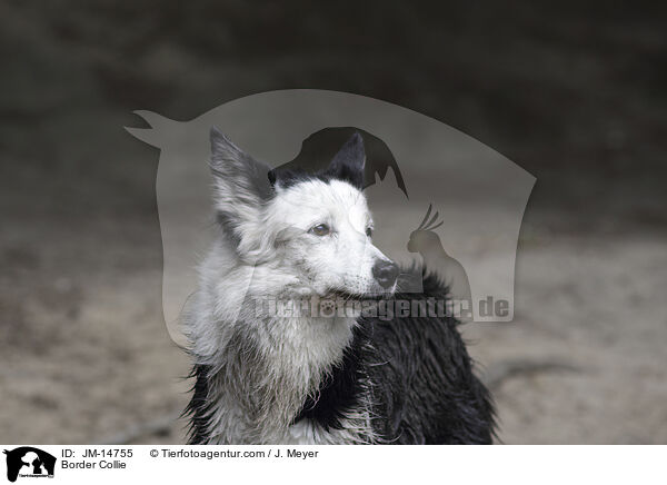 Border Collie / JM-14755