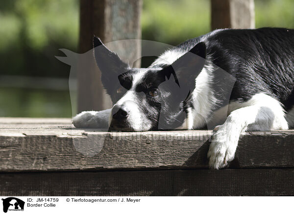 Border Collie / JM-14759