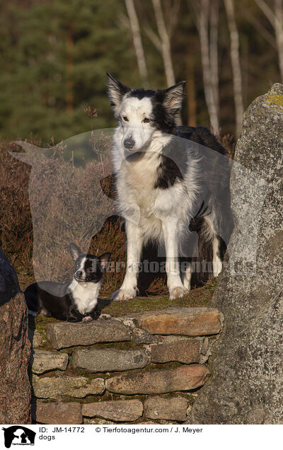 dogs / JM-14772