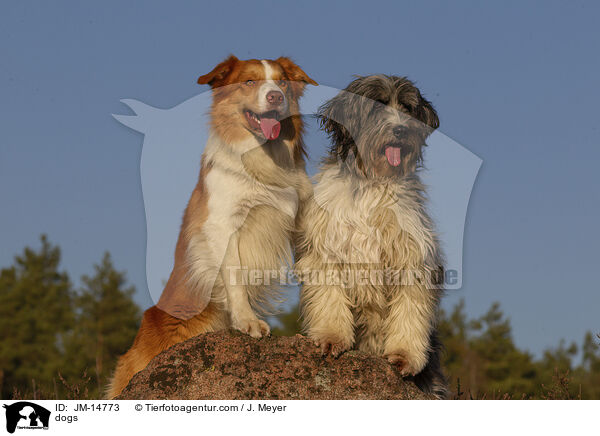 dogs / JM-14773