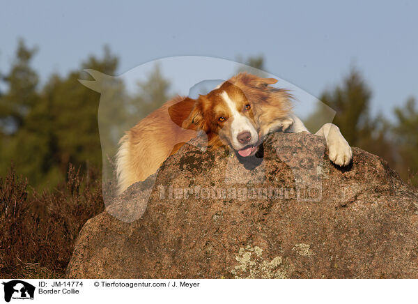 Border Collie / JM-14774