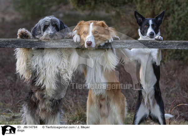 Hunde / dogs / JM-14784