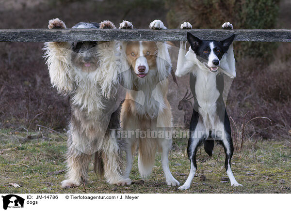 dogs / JM-14786