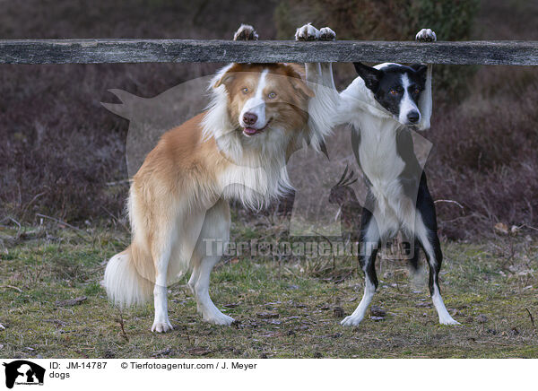 dogs / JM-14787