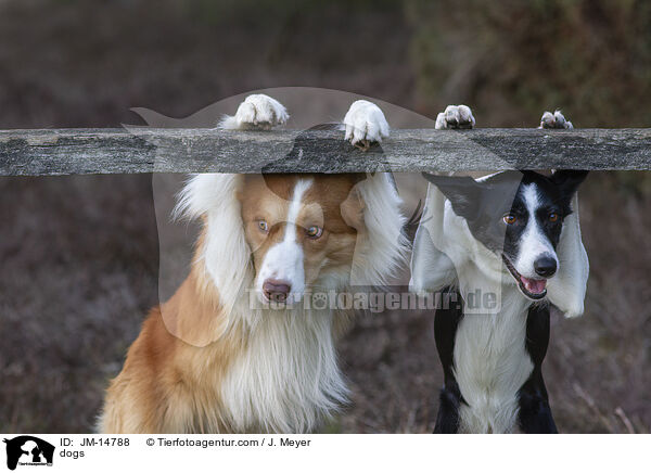 Hunde / dogs / JM-14788