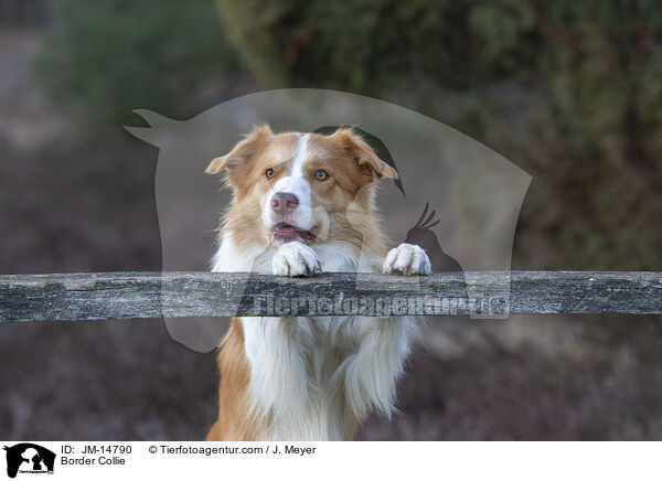 Border Collie / JM-14790