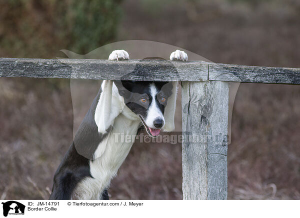Border Collie / Border Collie / JM-14791