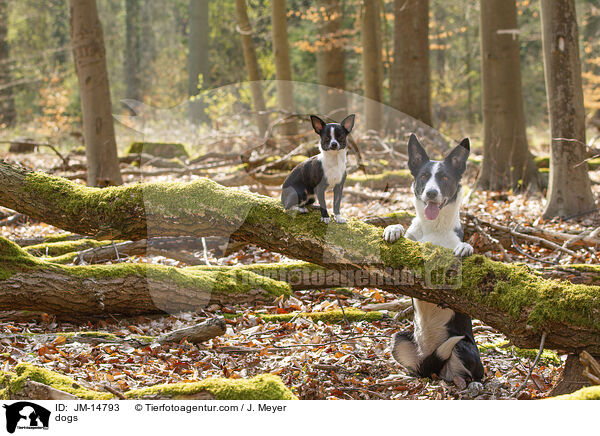 dogs / JM-14793