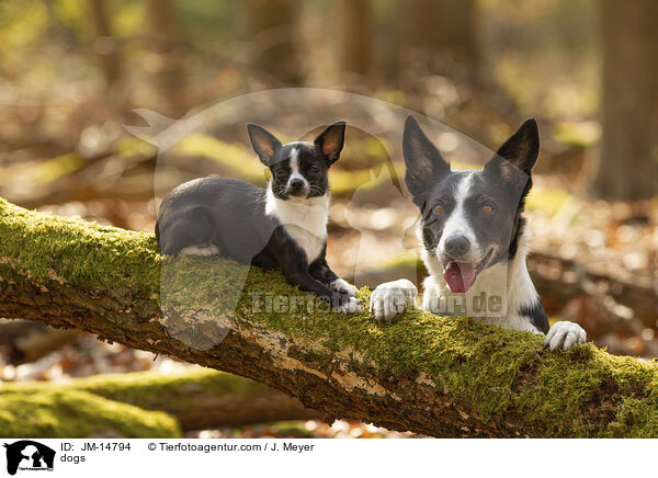 dogs / JM-14794