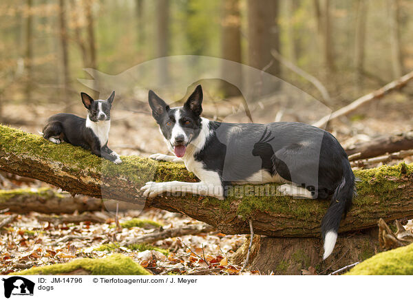 dogs / JM-14796