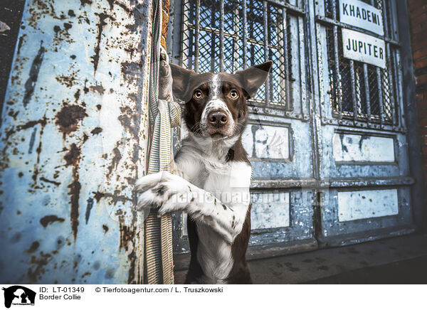 Border Collie / Border Collie / LT-01349