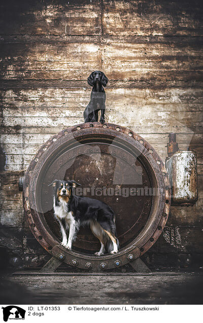 2 Hunde / 2 dogs / LT-01353