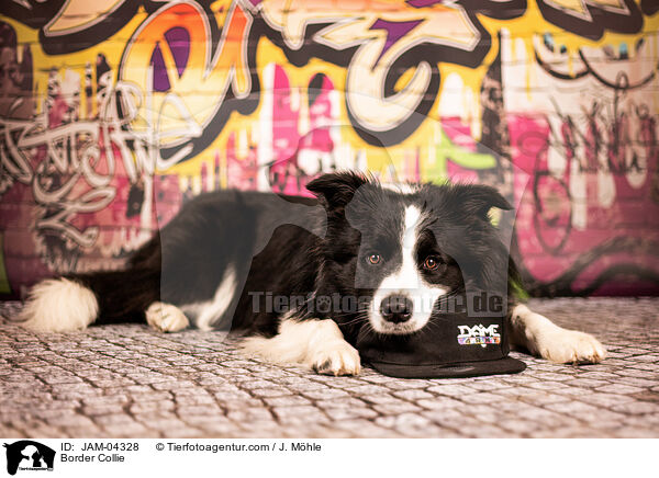 Border Collie / Border Collie / JAM-04328