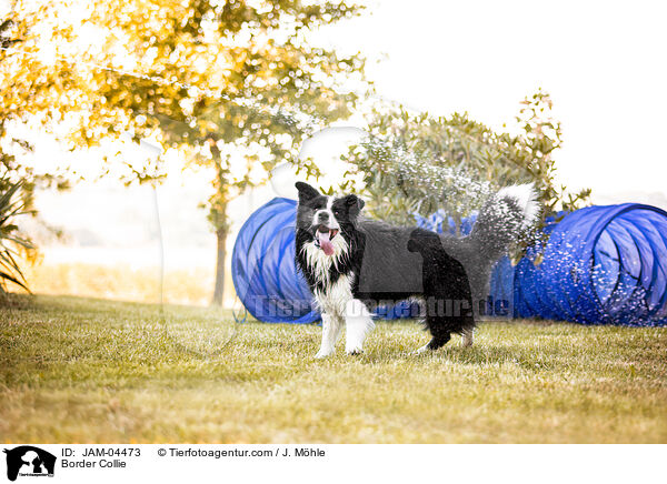 Border Collie / Border Collie / JAM-04473