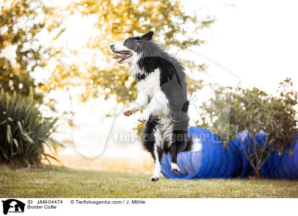 Border Collie / Border Collie / JAM-04474