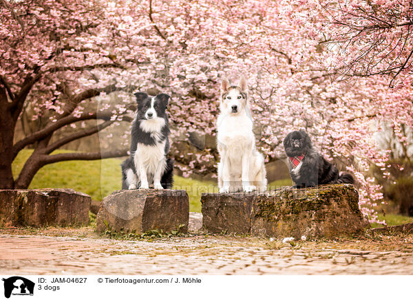 3 dogs / JAM-04627