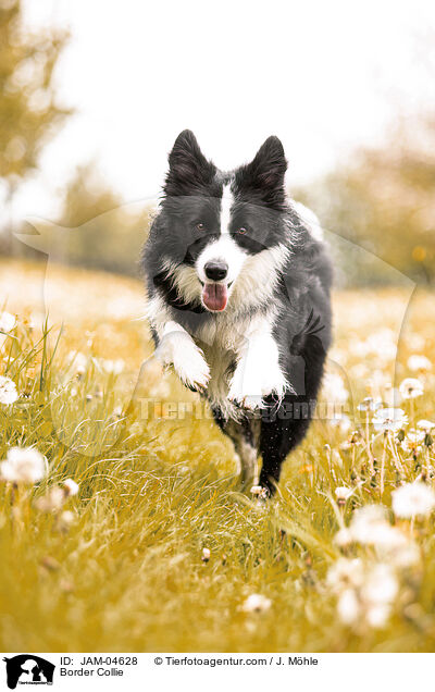 Border Collie / JAM-04628