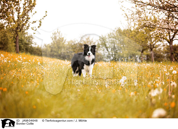 Border Collie / JAM-04648