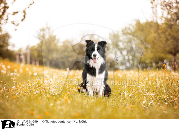 Border Collie / JAM-04649