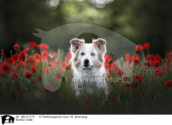 Border Collie / BE-01174