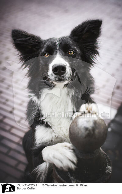Border Collie / KFI-02249