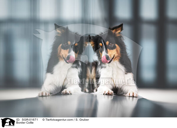Border Collie / SGR-01671