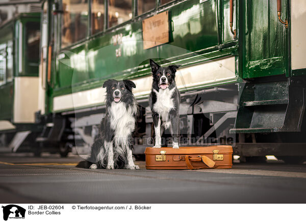 Border Collies / Border Collies / JEB-02604