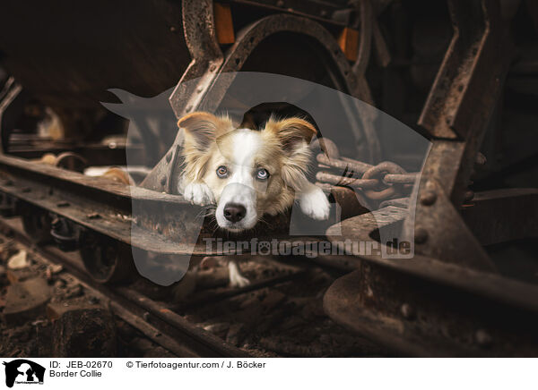 Border Collie / Border Collie / JEB-02670