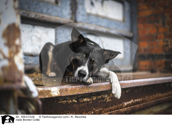 Border Collie Rde / male Border Collie / KR-01026
