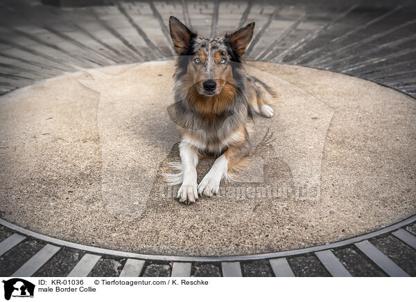 Border Collie Rde / male Border Collie / KR-01036